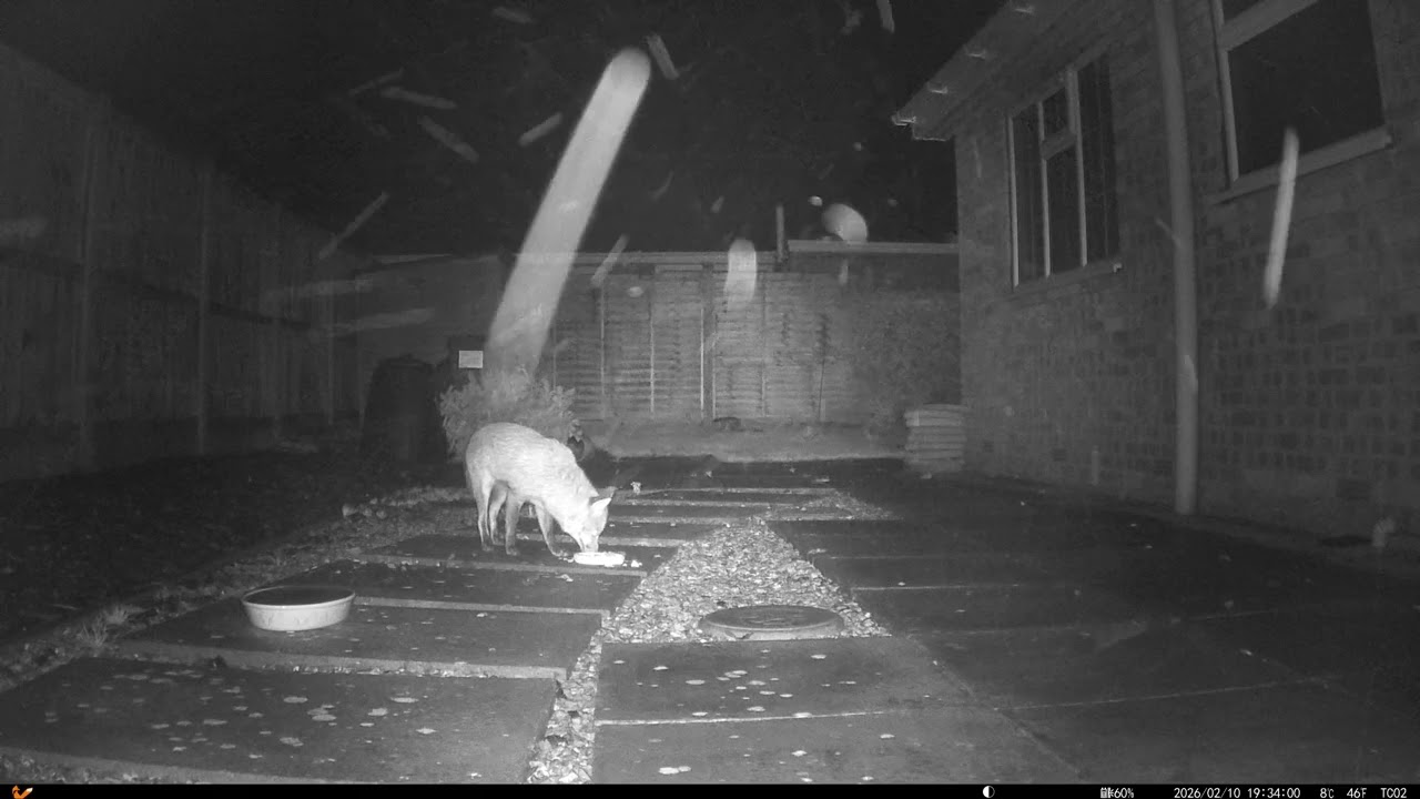 20260211 Fox
