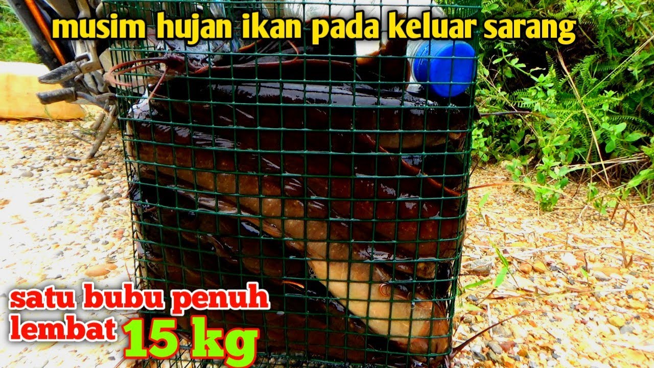 MUSIM HUJAN TELAH TIBA, IKAN PADA KELUAR SARANG/ BUBU SAMPAI PENUH LEMBAT