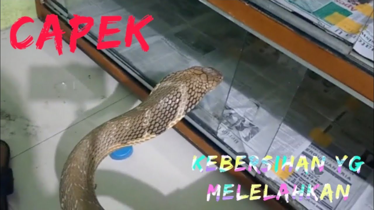 EMPAT KANDANG KING COBRA DIBERSIHKAN || MELELAHKAN