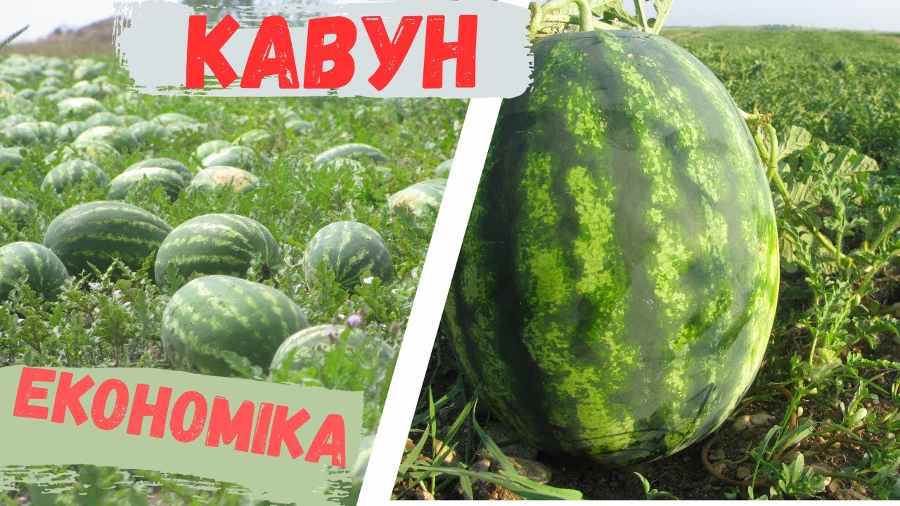 Собівартість кавуна на богарі, прямим посівом, розсадою, безнасіннєвий та на щеплені! Сорт чи гібрид