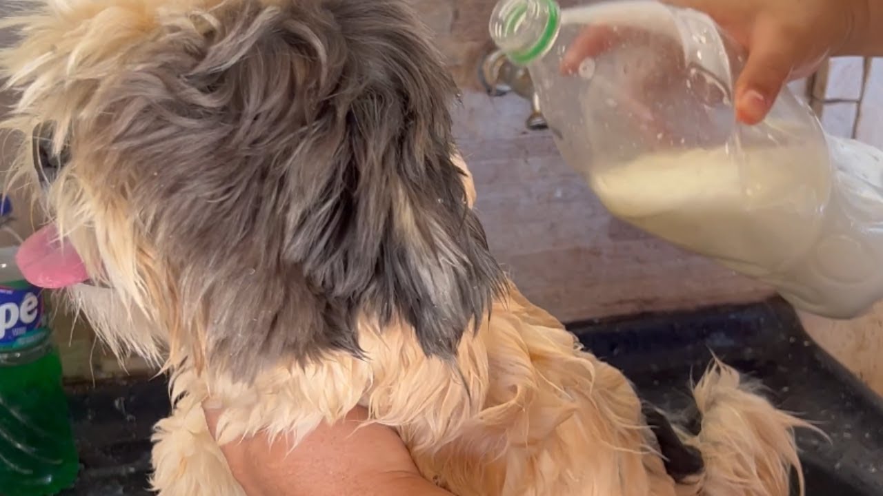 Veterinária Aposentada me Ensinou, Acabe com COCEIRAS, PULGAS, CARRAPATOS E ALERGIAS!