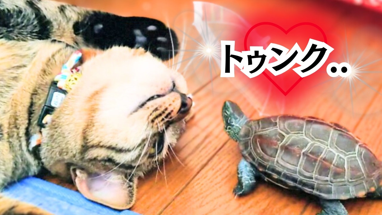 保護した子猫の相棒は…【The kitten's companion is...】