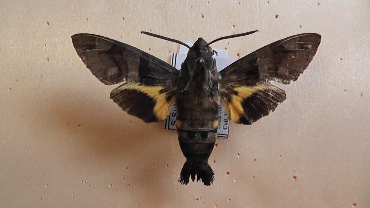 БРАЖНИКИ: 666. Macroglossum melas