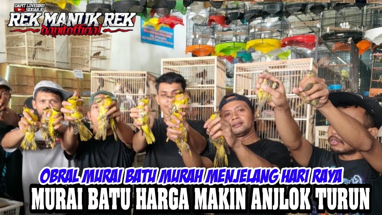 OBRAL MURAI BATU MURAH MENJELANG HARI RAYA !!! MURAI BATU HARGA MAKIN ANJLOK TURUN