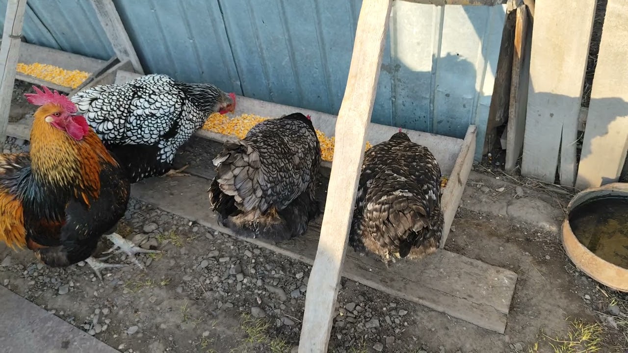 Grăunțe la găini, fiecare mănâncă cat poate