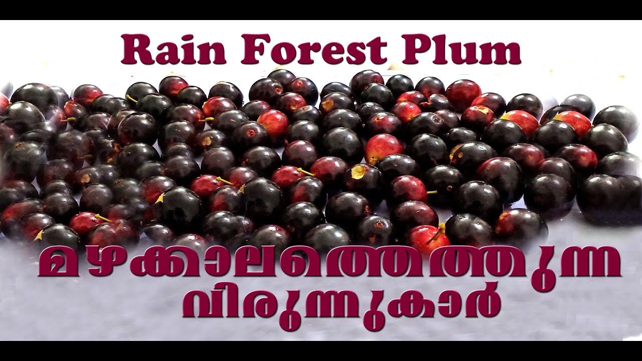Rain forest plum /റെയിൻ  ഫോറെസ്റ് പ്ലം  grown in Kerala/Veliyath gardens/Sreekumar menon/9544280007