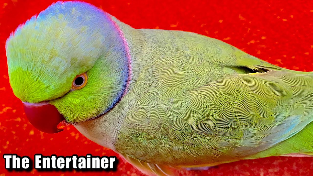 *ENTERTAINER* in the family.