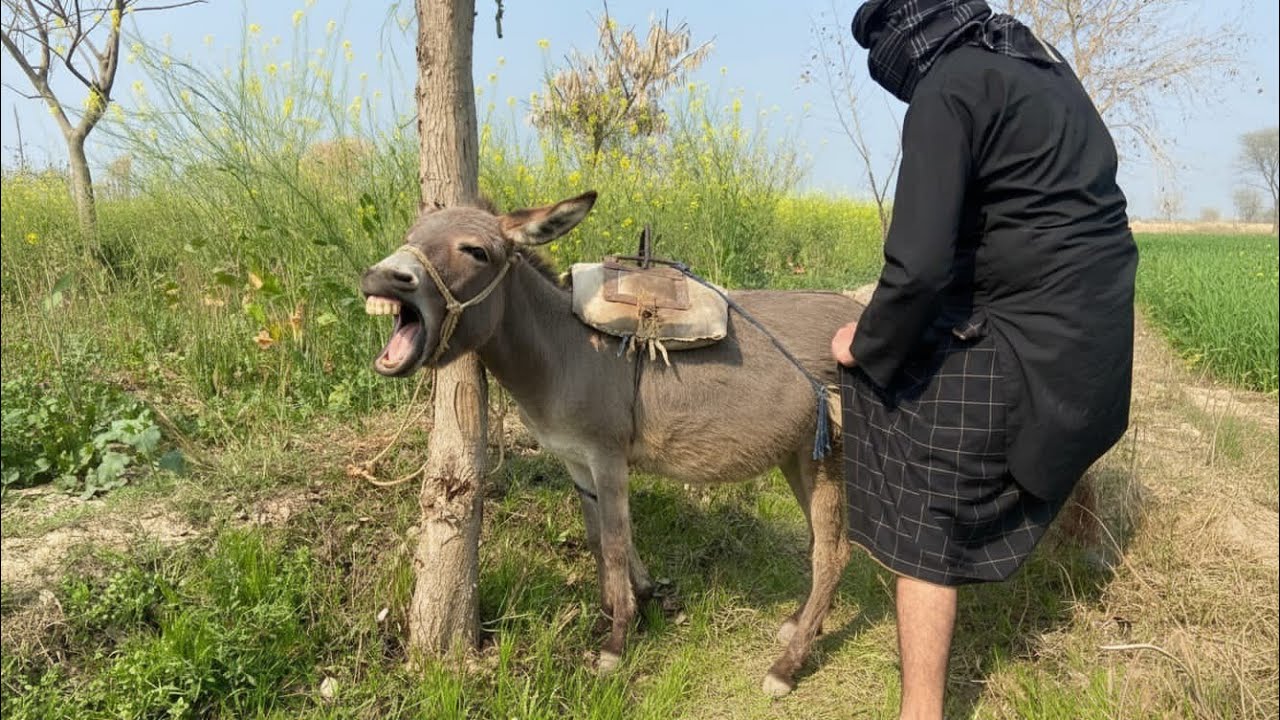 Funny farmer very happy today his donkey enjoying in grass