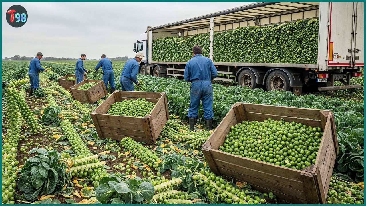 Massive 2026 Harvest in France &ndash; Millions of Tons of Fruits and Vegetables Collected in a Day