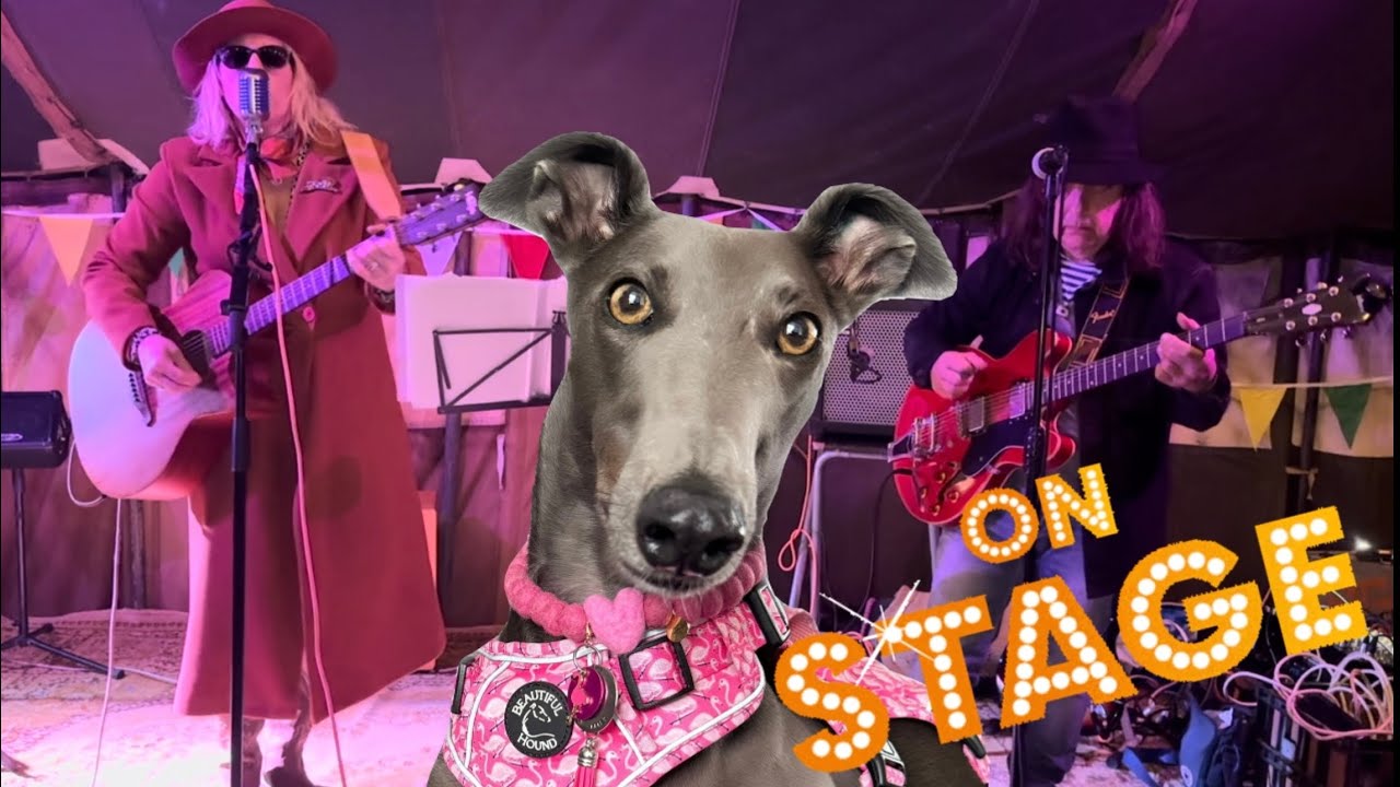 Greyhound goes to a party and gets up on stage!