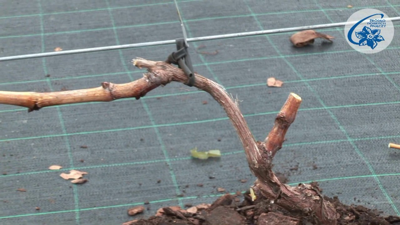 Vitis - cięcie zimowe winorośli owocowych - system Guyot