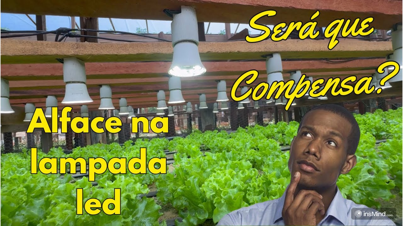 Compensa produzir alface na lâmpada led?