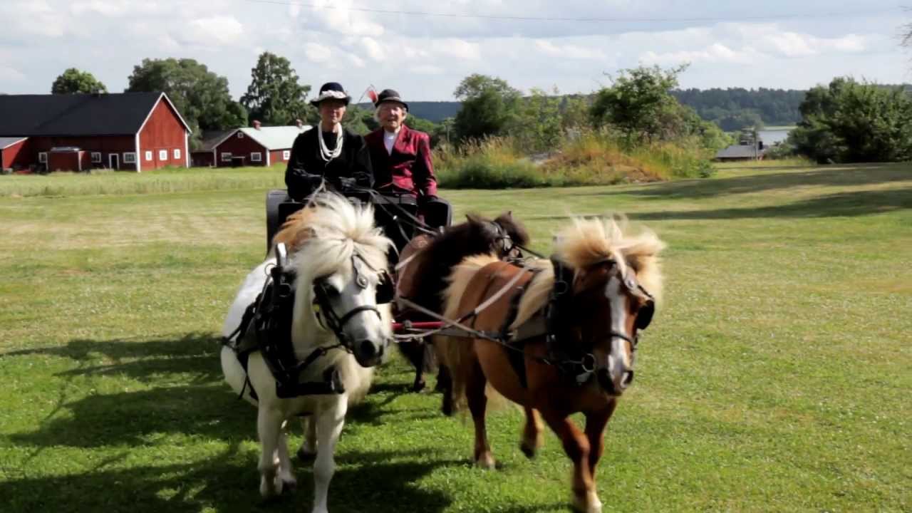 Four in hand Mini Shetland Ponies with garden phaeton carriage