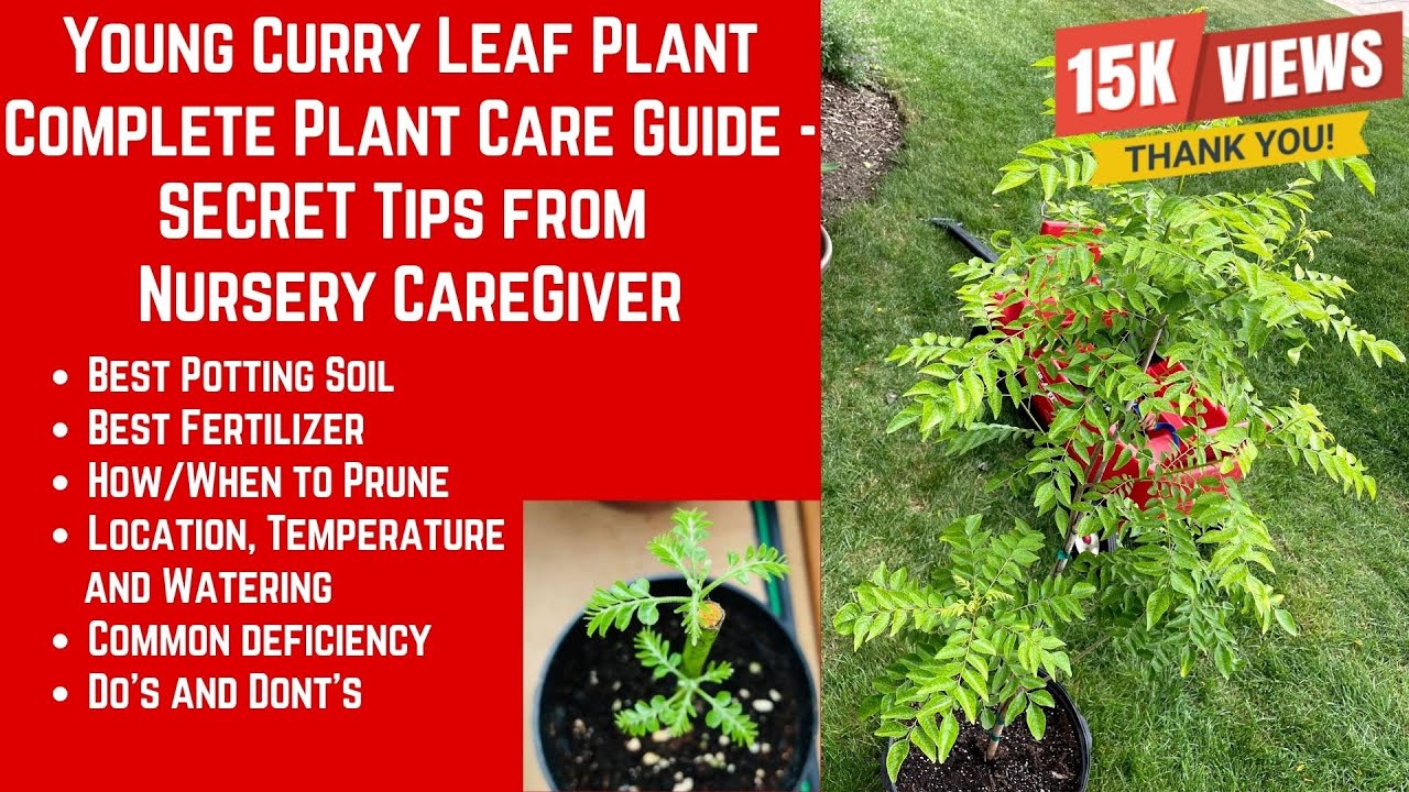 Complete New/Young Curry Leaf Plant Care Guide - Nursery Care Taker & Experts Secret Tips and Tricks