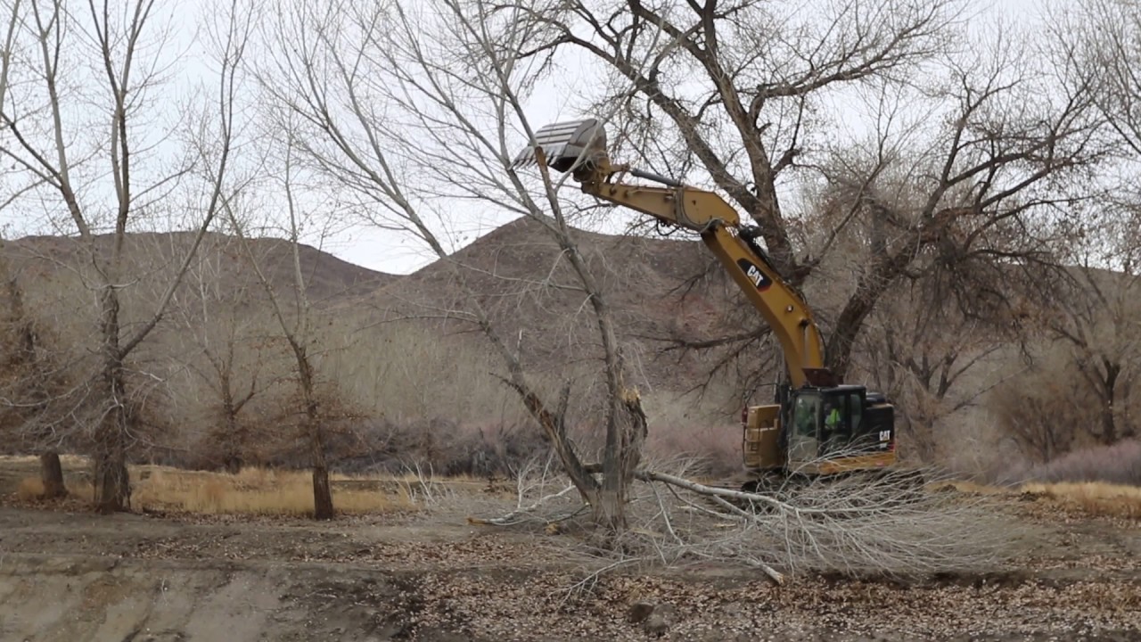 Cat 335F vs Tree