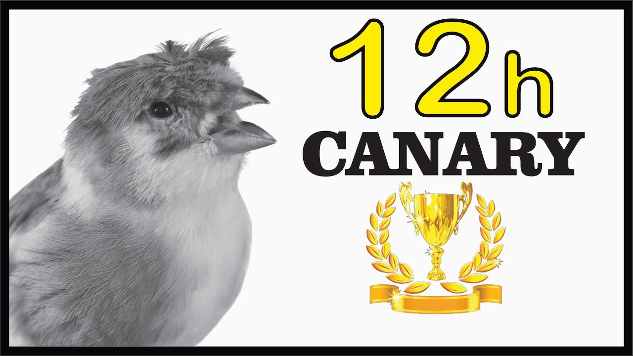12h CANARY The BEST (Slavujar) Training Song !!!