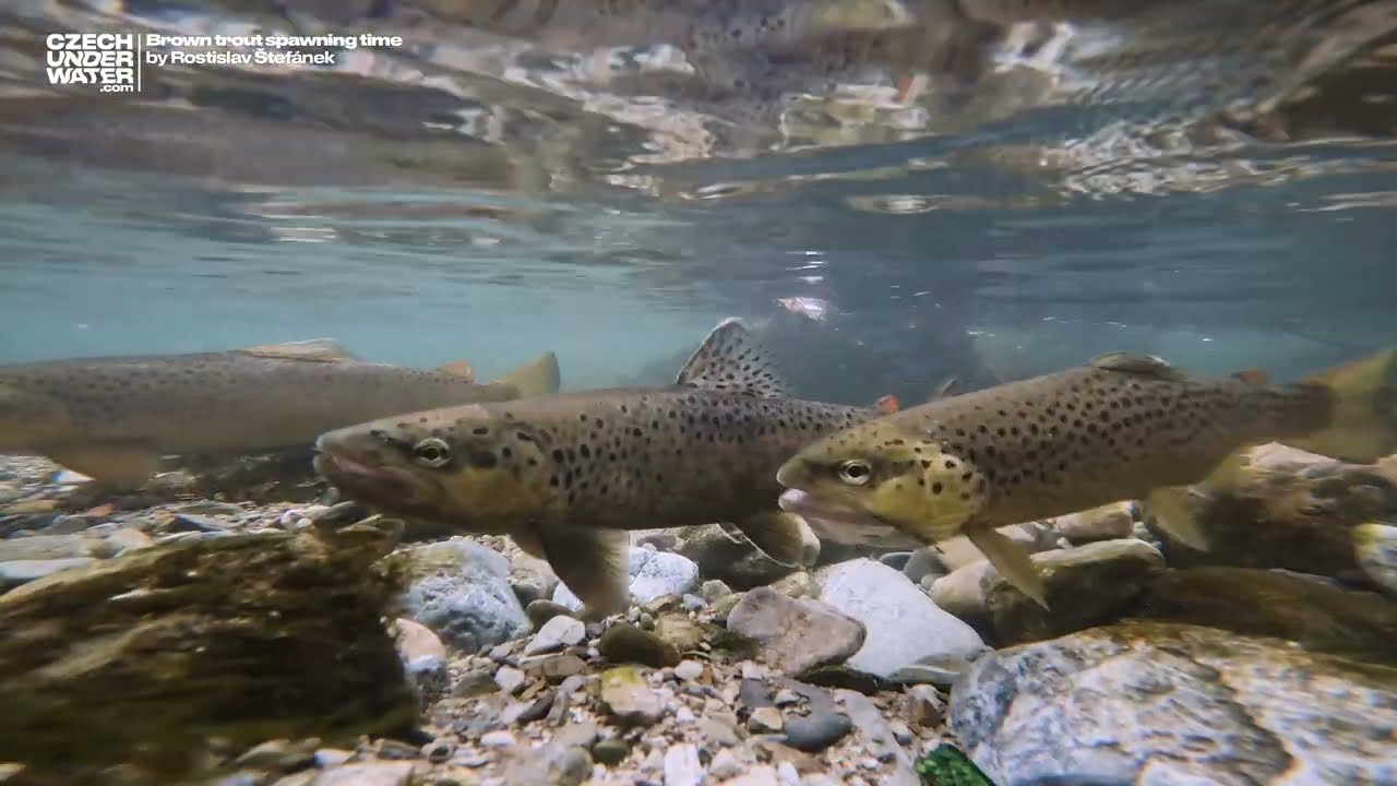 Underwater footage of Brown Trout spawning (Salmo trutta). Tření Pstruha obecného potočního.