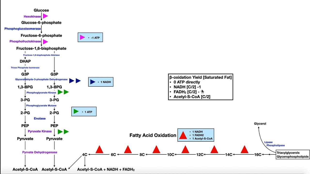 Overview of Metabolism [Part 1] | Glycolysis, &beta;-oxidation, Glycogen Metabolism, & Lactose Metabolism