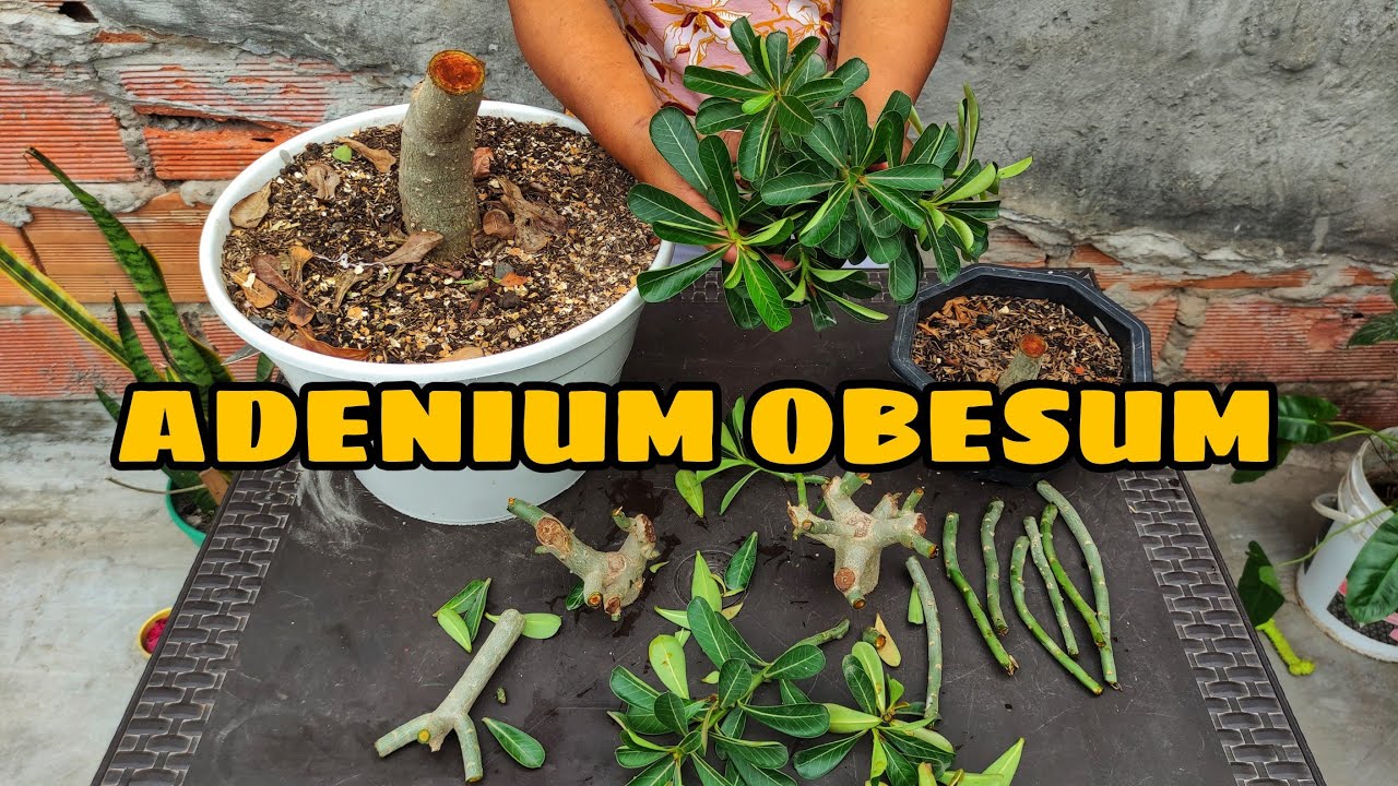Podando Mi Rosa del Desierto (ADENIUM OBESUM)