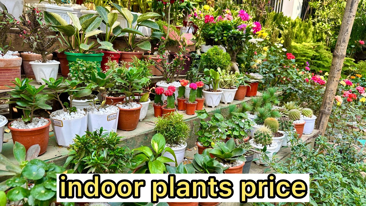 indoor plant price | Bonsai plants price | ইনডোর প্ল্যান্টের দাম।doyel chattar.বনসাই.bd plants price