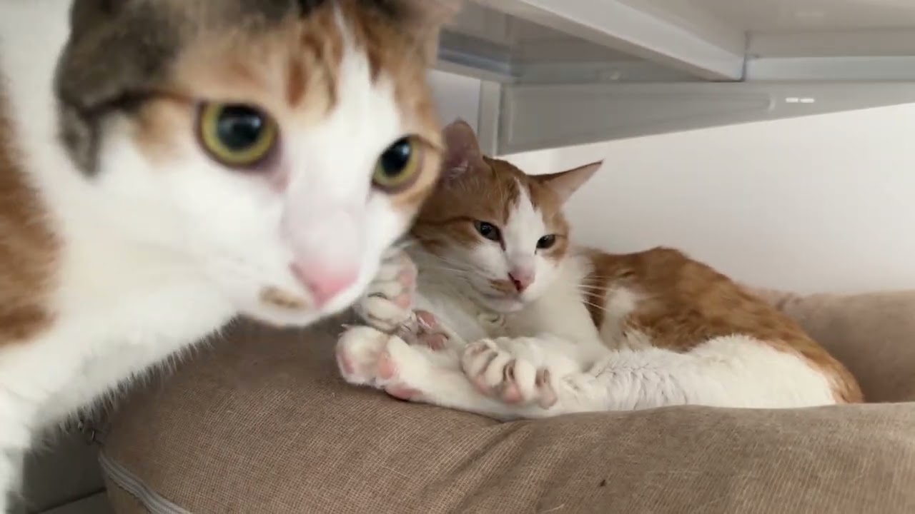 Vlog | 고양이도 재택하면 지치나요? 네. | 세모녀 고양이와 노예집사 하나🐈
