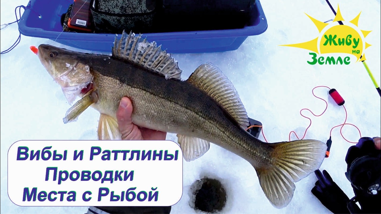 Ловля судака зимой. Всё что нужно знать. Коротко и ясно на конкретных примерах