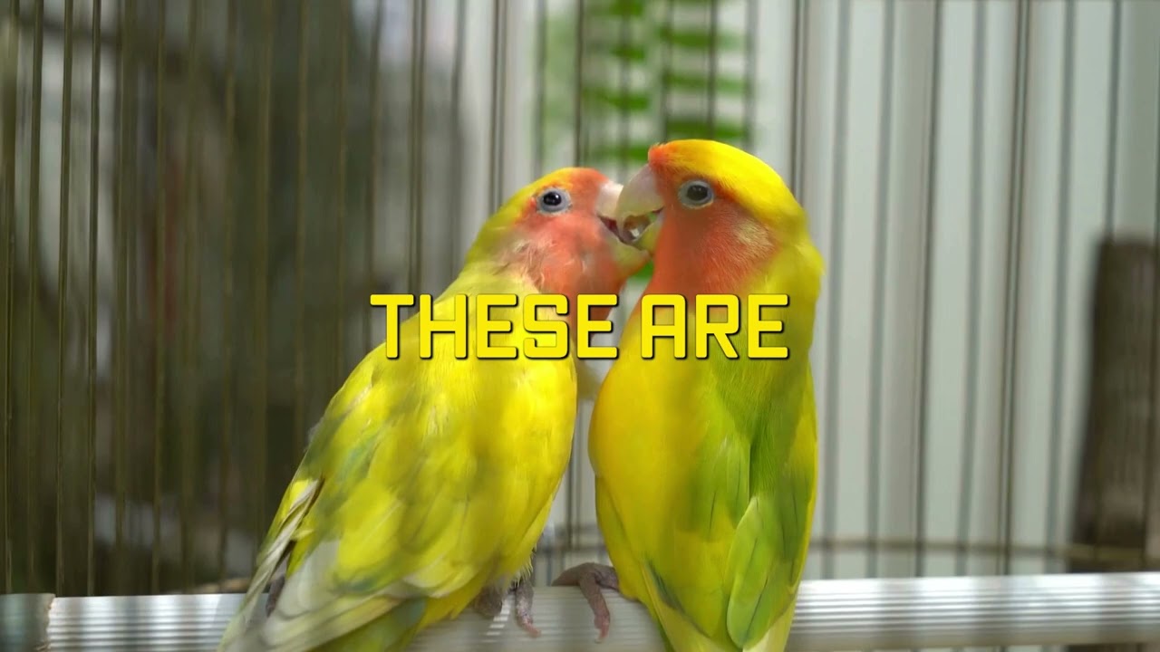 The Ultimate Lovebird Breeding Guide Secrets for Success