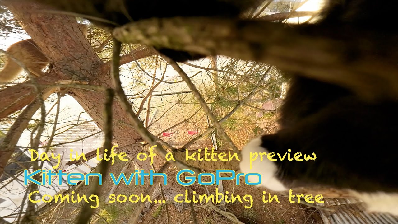 Kitten with GoPro... preview of new cats...climbing a tree...coming soon