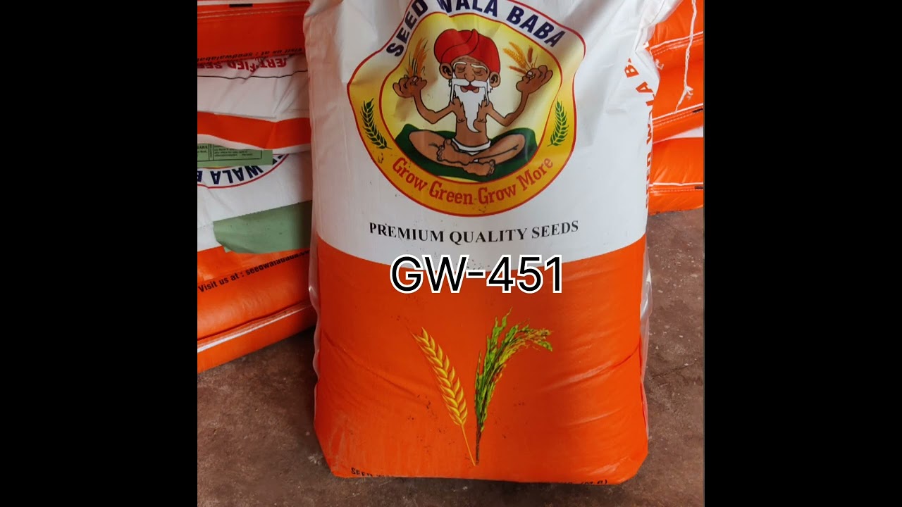 GW-451 Wheat Variety at Seed Wala Baba. Contact us - 9340176117