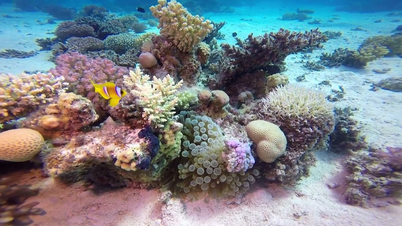 EGIPT HURGHADA 2021