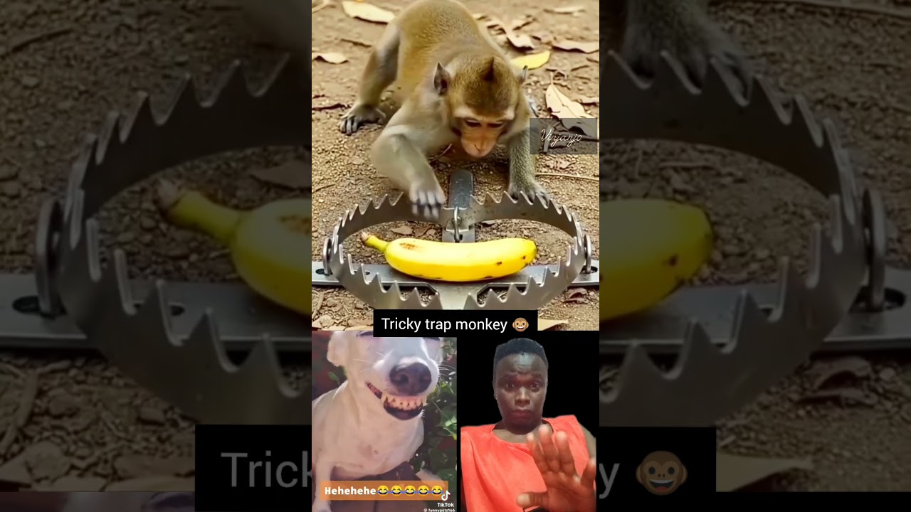 monkey trap😜 #trap #waitforit