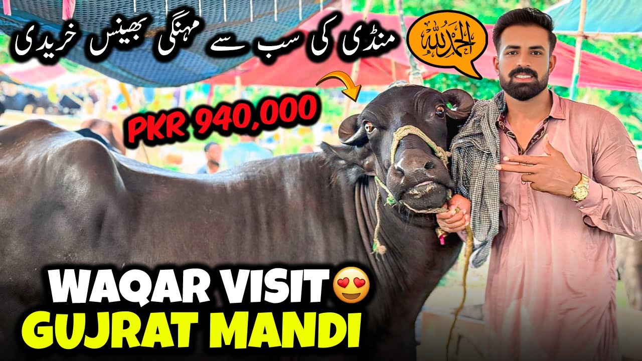 Waqar Bhinder Aj Gujrat Buffalo Mandi Gaya 😍🐃 | آج منڈی کی سب سے مہنگی بھینس خرید کر لائے