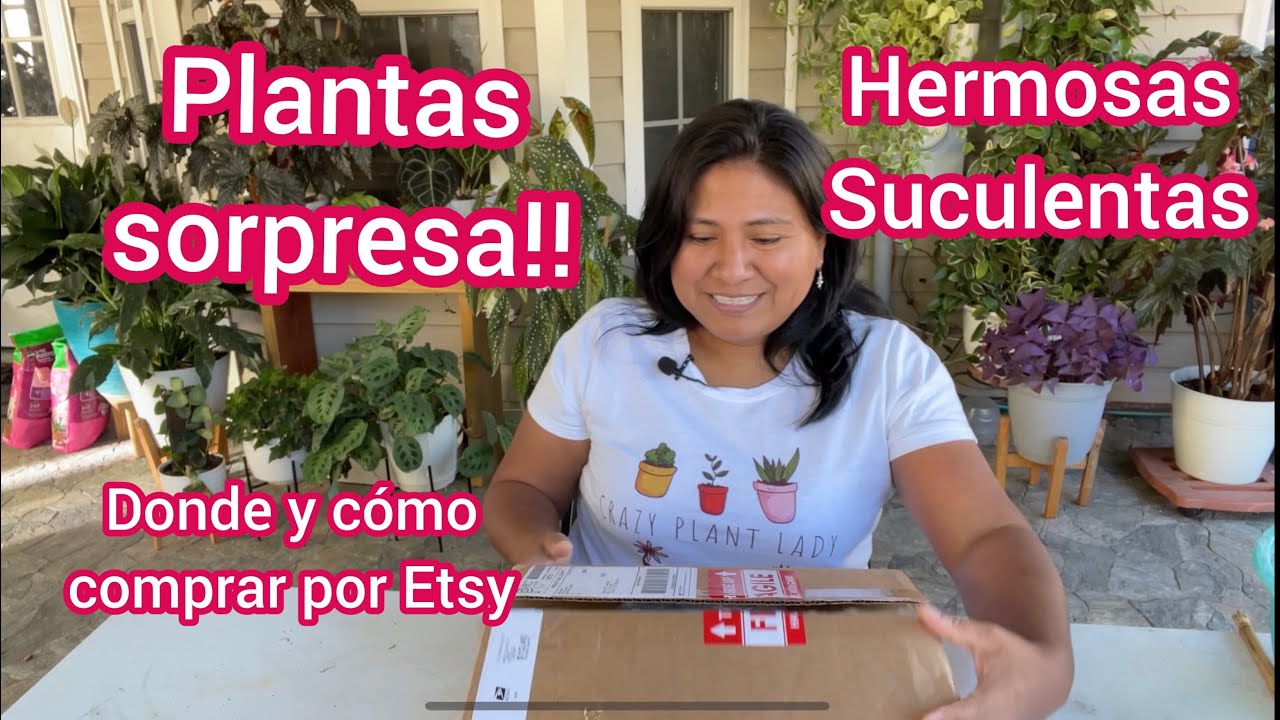 Plantas sorpresa de la mejor tienda de Etsy | Donde y c&oacute;mo comprar suculentas