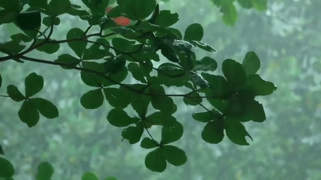 Rain on Forest Leaves | 2 Hours of Natural Rain Sounds for Sleep