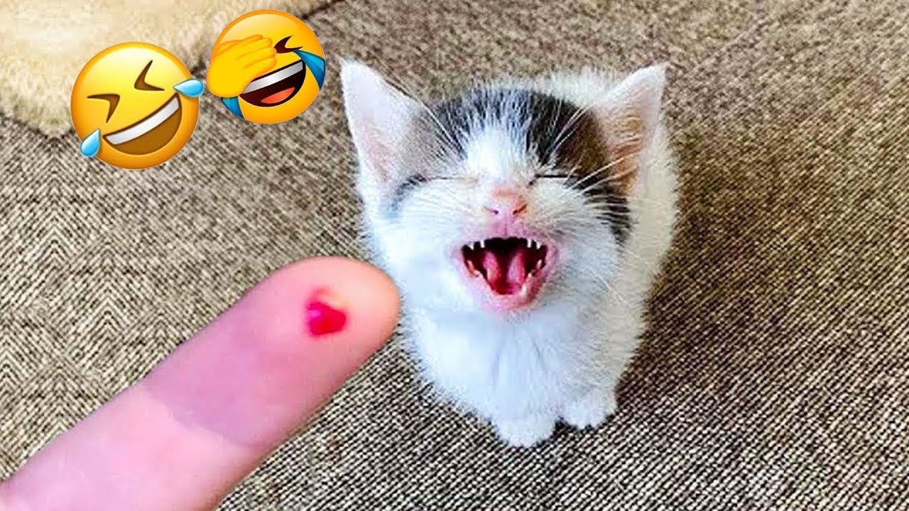 Ты смеёшься – ты проиграл 🤣😍 Самые смешные видео с котами и собаками 2025 😹🐈