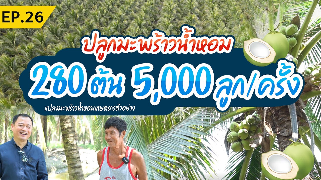 ปลูกมะพร้าวน้ำหอม 280 ต้น เก็บผลผลิตได้ 5,000 ลูก/ครั้ง  NC coconut Farm EP.26
