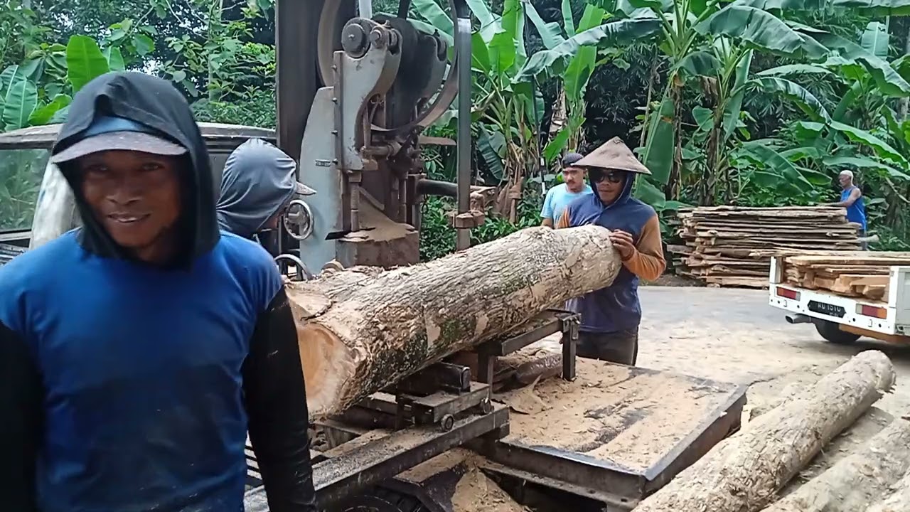 Proses gergaji jati super di jadikan balok dan papan tebal dengan mesin gergaji rakitan bandsow