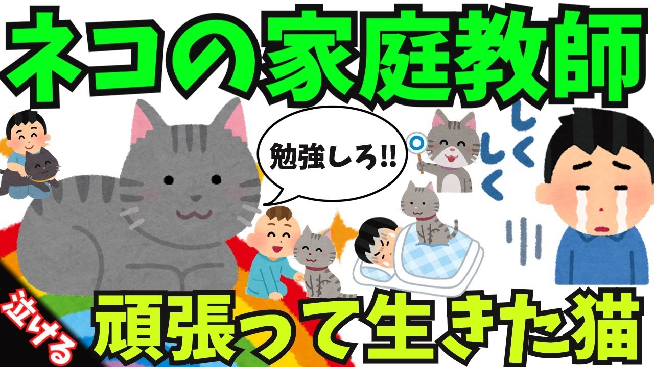 【泣ける話】うちの猫は、最高の家庭教師だった  【感動する話  涙活 素敵な話 犬 猫 ほっこり 面白い話  ほのぼの 実話】#2chスレ #2ch
