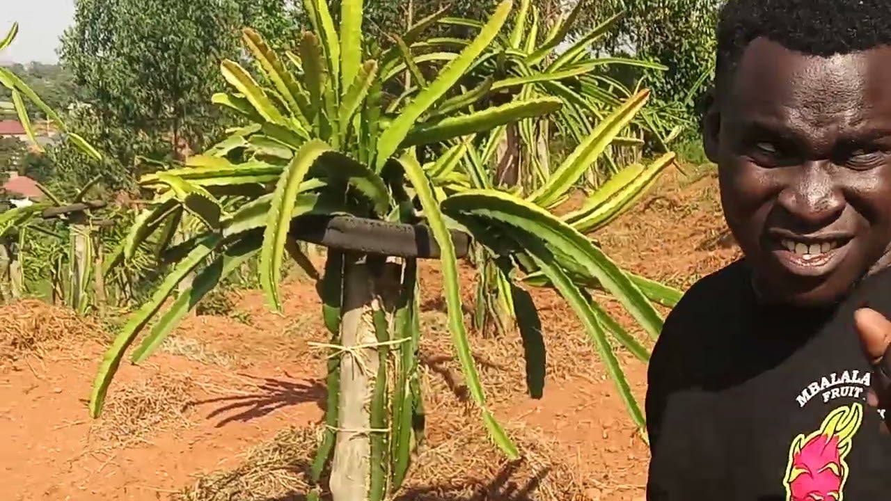 HARVEST MILLIONS WITH MBALALA DRAGON FRUIT FARM YOUTHS