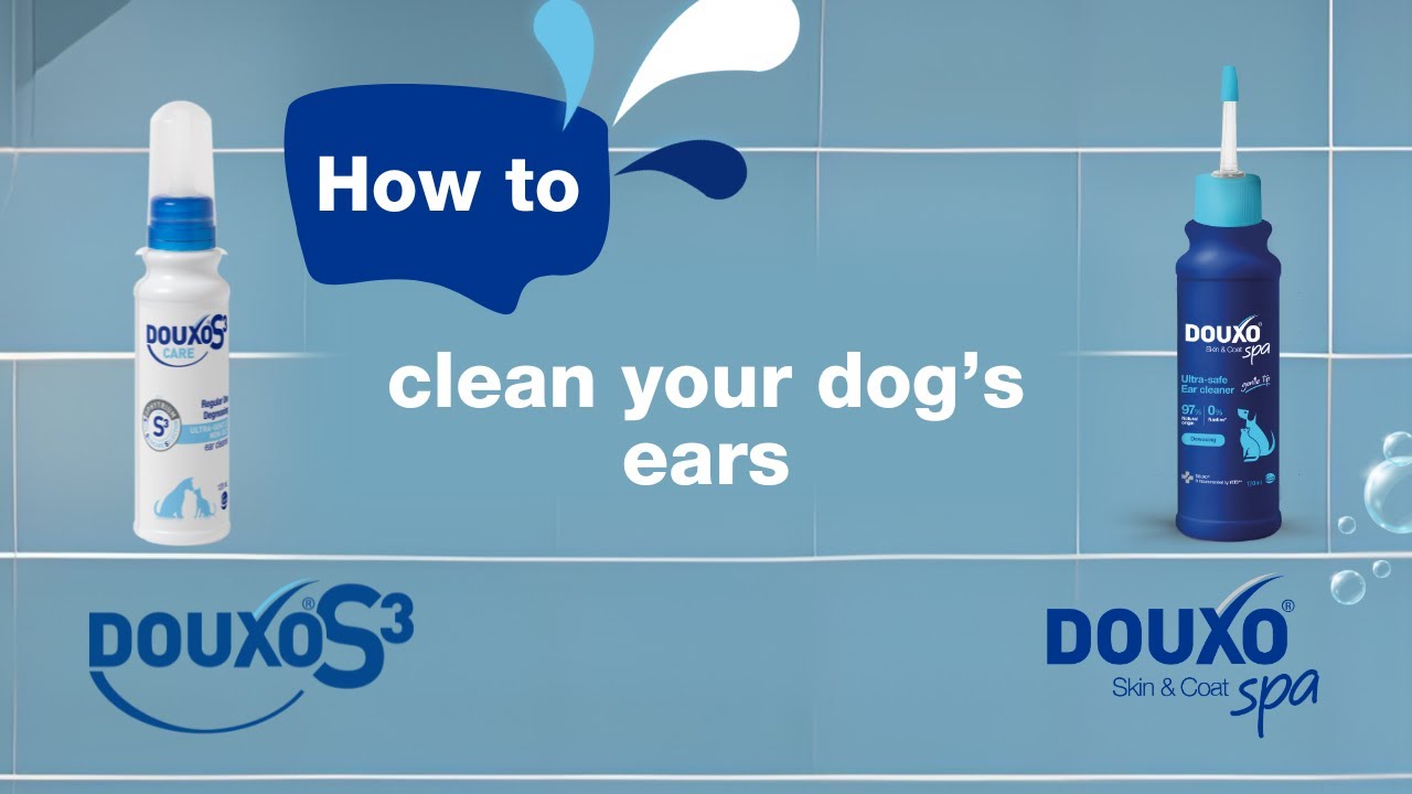 Dirty Dog Ears? Discover How To Clean Your Dog's Ears with DOUXO - Pet Skincare Experts