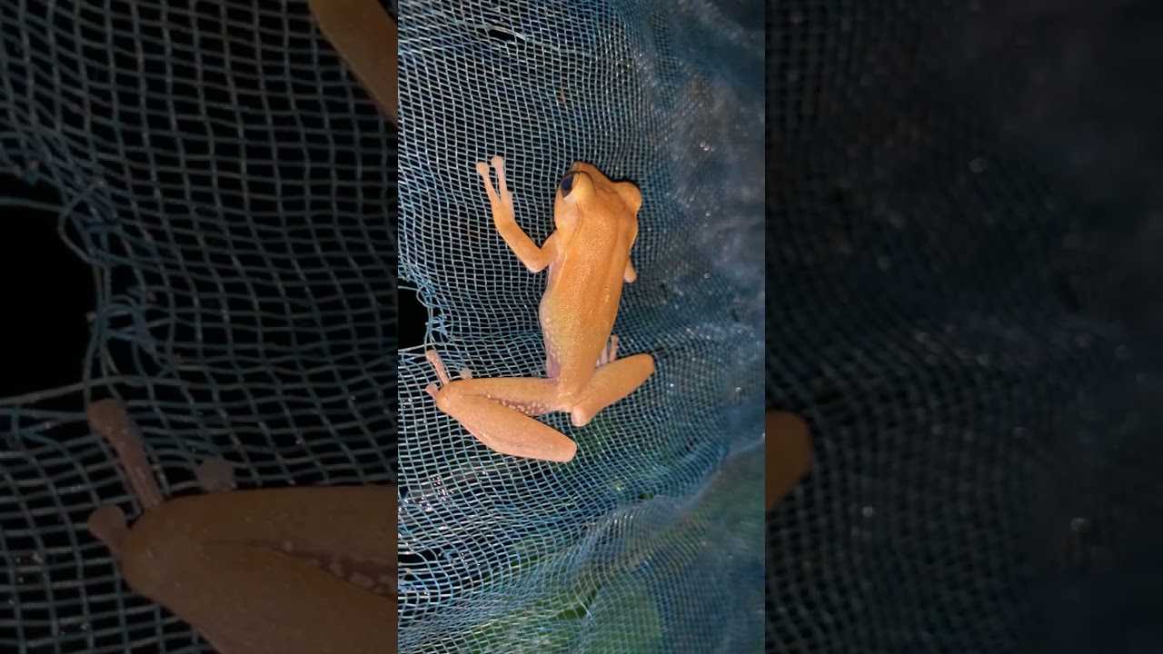 Yellow tree frog #frog #animal #wildlife #viral #sounds # #virallife #amazingfish #rainfrog #amazing