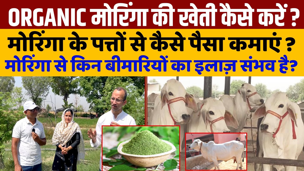 Organic Moringa की खेती कैसे करें | मार्केटिंग कैसे हो | कमाई कितनी | किस बीमारी में होगा फायदा?