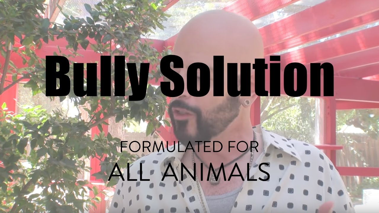 Решение Bully от Jackson Galaxy Solutions for Cats