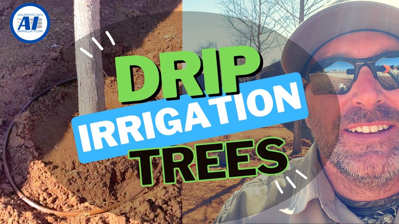 Saving Trees One Drip at a Time: 2 Reasons We Install Drip Irrigation Around Trees