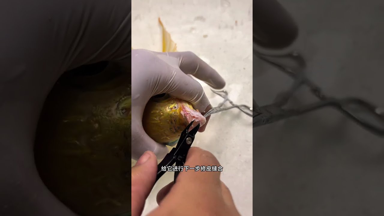 又到了解压时刻 百条龙鱼挑战第二十三站 山东泰安 龙鱼兜嘴掉眼修复#龙鱼兜嘴 #龙鱼兜嘴手术 #龙鱼掉眼 #龙鱼掉眼手术