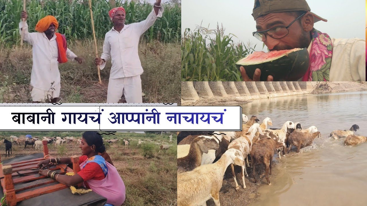 धनगरी जीवनातील इंटरेस्टिंग व्हिडिओ