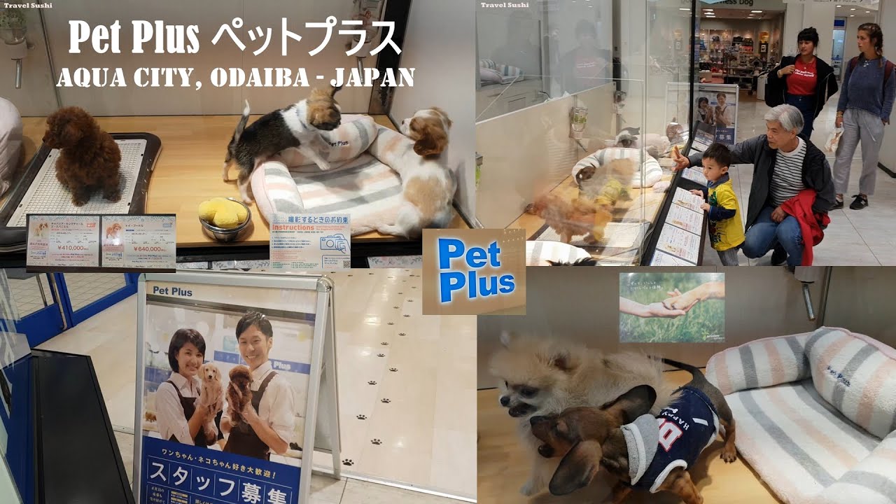 Pet Shop in Japan - Cute Kawaii Dogs sold in Pet Plus Japanese Pet Shop in Odaiba including prices