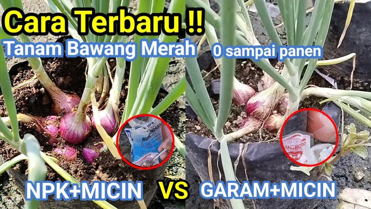 CARA TERBARU‼️ Cara Tanam Bawang Merah dengan GARAM+MICIN VS NPK+MICIN