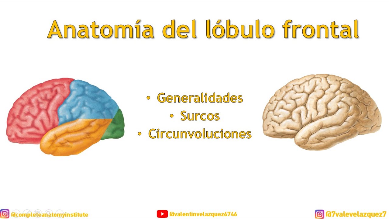 ANATOMÍA DEL LÓBULO FRONTAL - Ubicación, cisuras (surcos), circunvoluciones (giros)