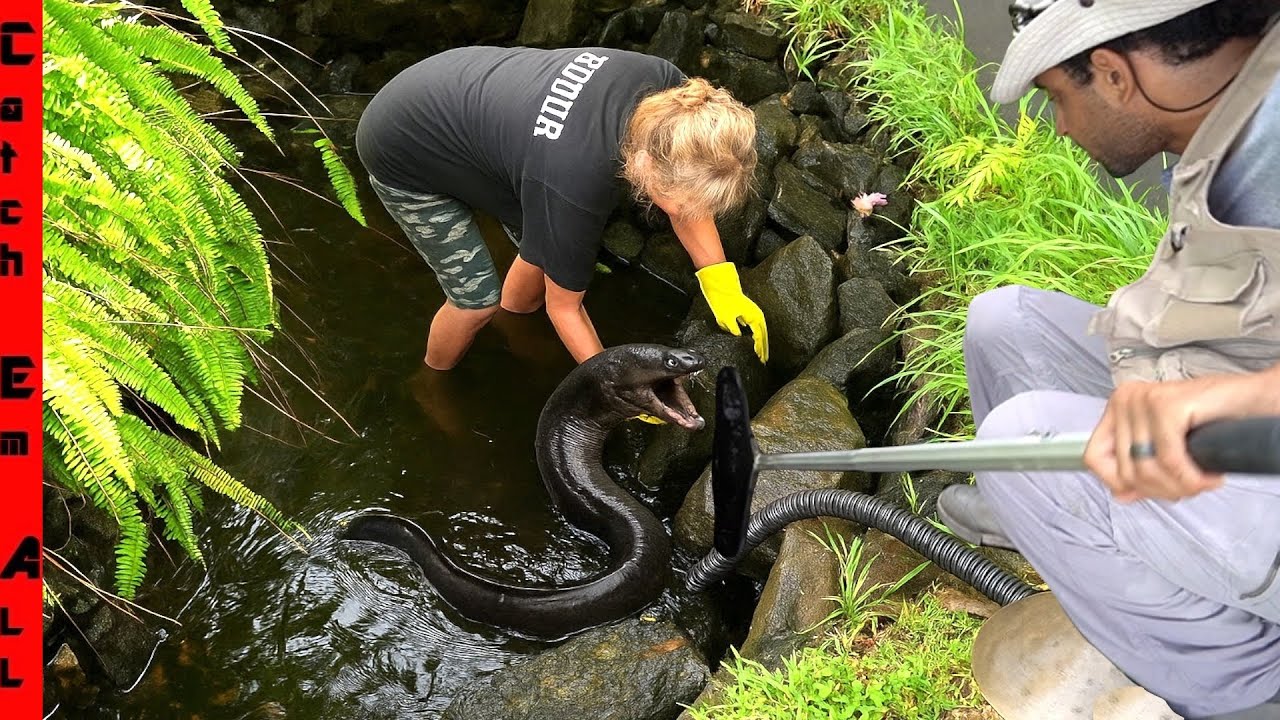 DRAINING My MOM's FISH POND we FOUND EXOTIC Species Reproducing!